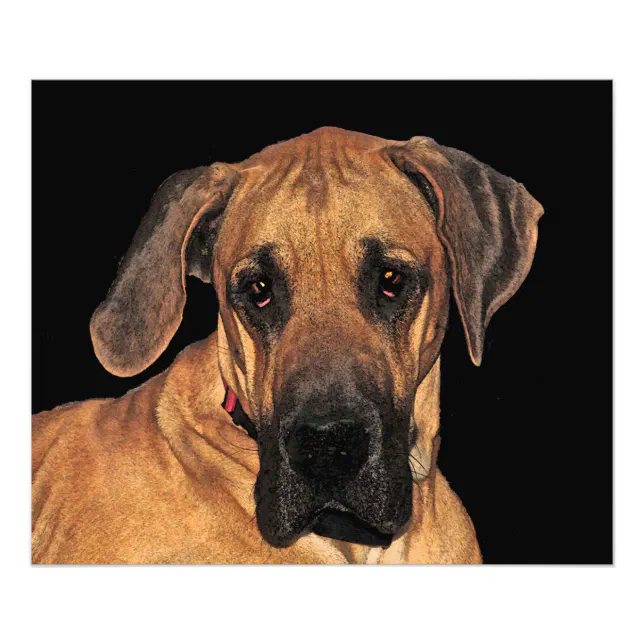 Great Dane Gentle Giant Photo Print Zazzle