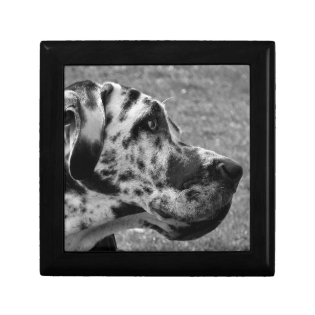 GREAT DANE GIFT BOX (Front)