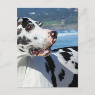 Great Dane - Harlequin - Bogey Postcard
