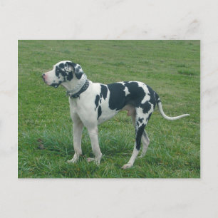 Great Dane Harlequin "Cash" Postcard