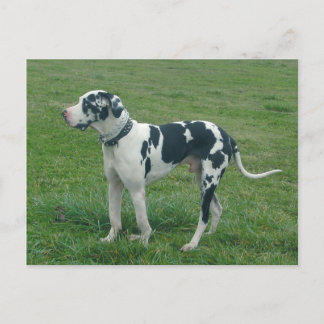 Great Dane Harlequin "Cash" Postcard