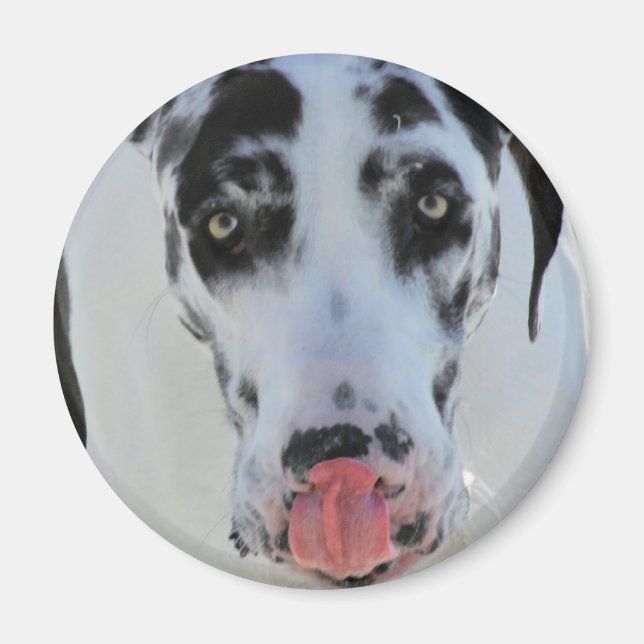 Great Dane - Harlequin - My Tongue Touches My Nose Magnet (Front)