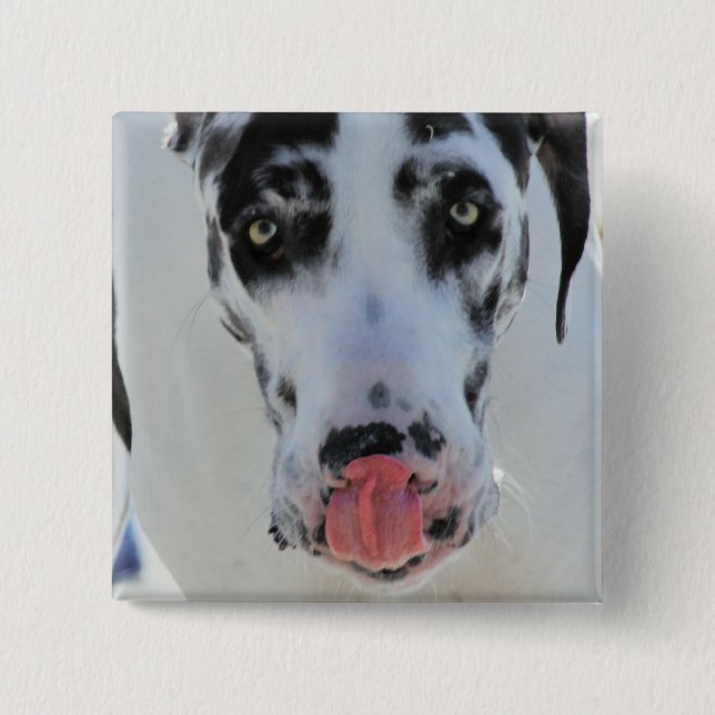 Great Dane - Harlequin - My Tongue Touches My Nose Pinback Button (Front)