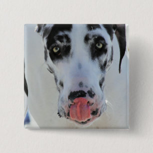 Great Dane - Harlequin - My Tongue Touches My Nose Pinback Button