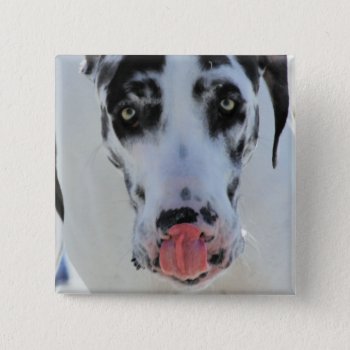 Great Dane - Harlequin - My Tongue Touches My Nose Pinback Button by FrankzPawPrintz at Zazzle