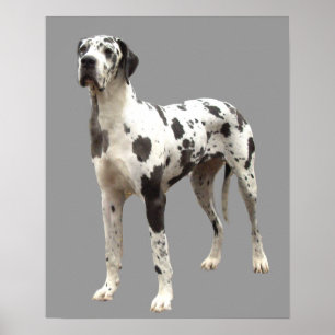 Great Dane Harlequin Print