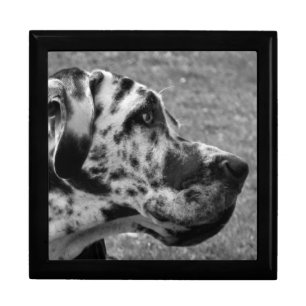 GREAT DANE JEWELRY BOX