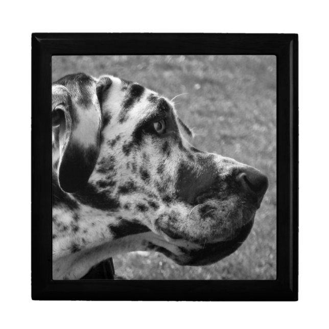 GREAT DANE JEWELRY BOX (Front)