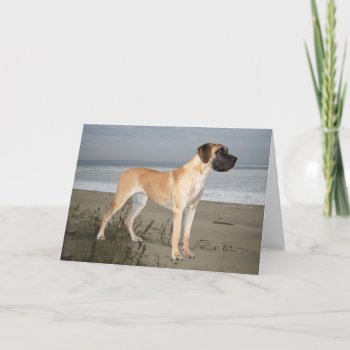 Great Dane King Of Dogs Greeting Card by normagolden at Zazzle