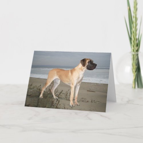 Great Dane King of Dogs Greeting Card