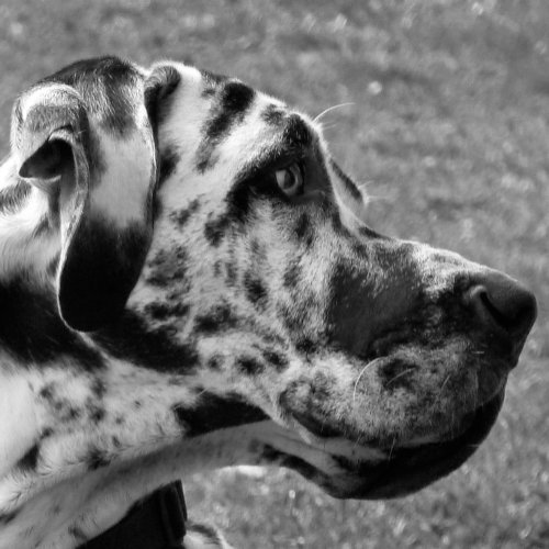 GREAT DANE LARGE CLOCK