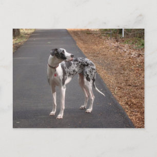 Great Dane Marley Postcard