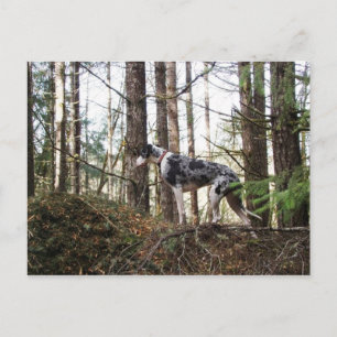 Great Dane Marlie in Woods Postcard