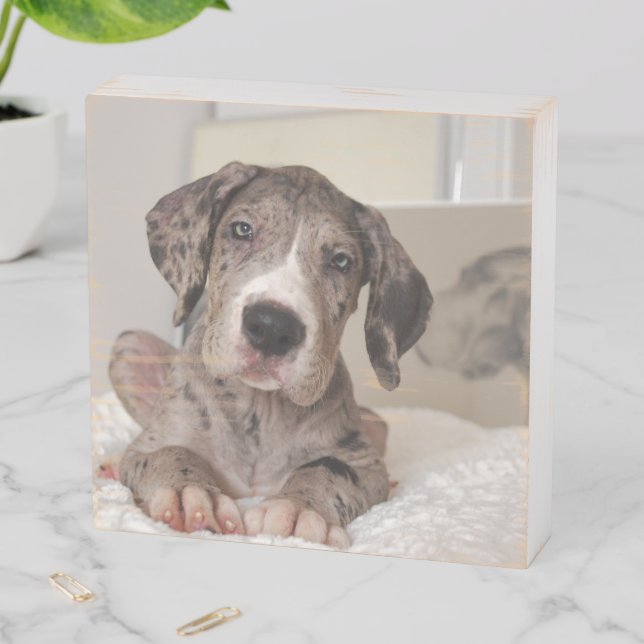 Great Dane Memories  Wooden Box Sign (In Situ Horizontal)