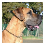 Great Dane Photo Poster