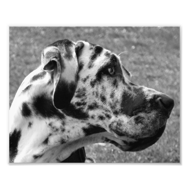 GREAT DANE PHOTO PRINT (Front)