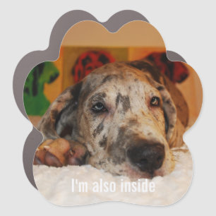 Great Dane Photography Car Magnet