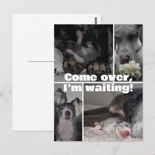 Great Dane Photography  Postcard (Front/Back)