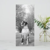 Great Dane Pictures (Standing Front)