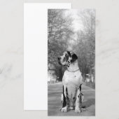 Great Dane Pictures (Front/Back)