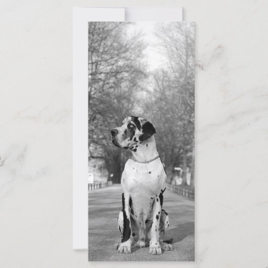 Great Dane Pictures (Front)