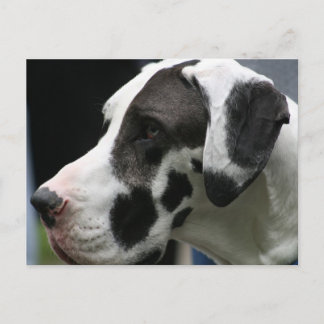 Great Dane Postcard