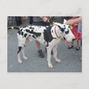 Great Dane Postcard