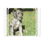 Great Dane Postcard