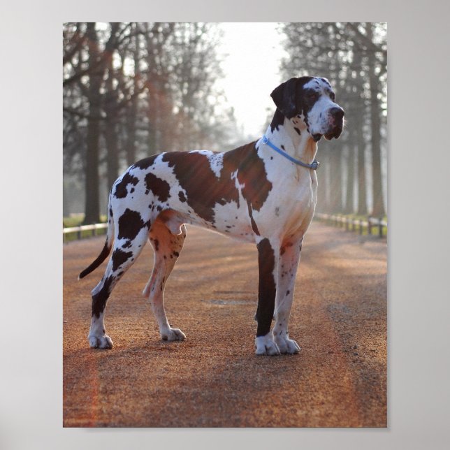 Great Dane Poster (Front)