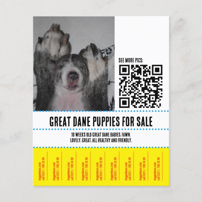 Great Dane Puppies for Sale Flyer (Front)