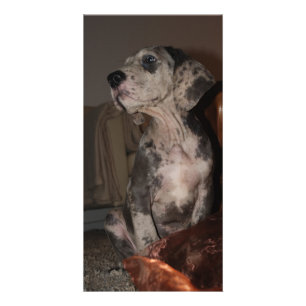 Great Dane Puppy Cards
