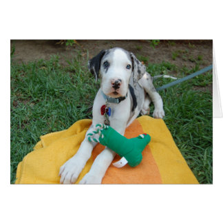 Great Dane puppy Cards