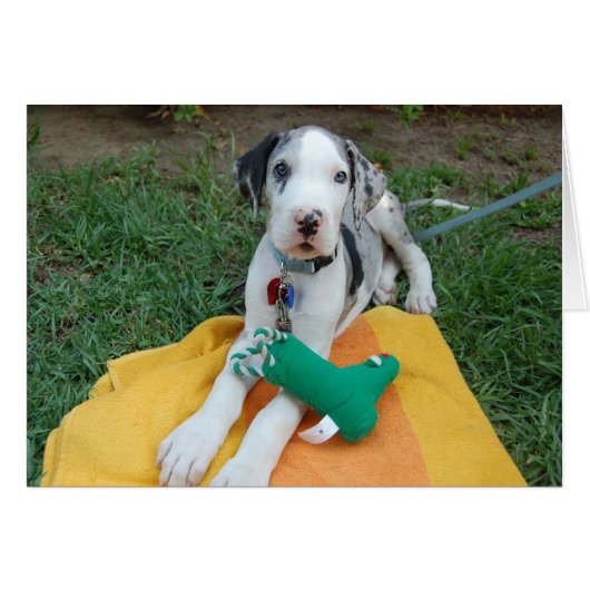 Great Dane puppy Cards (Front Horizontal)