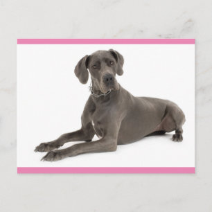 Great Dane Puppy Dog Blank Post Card