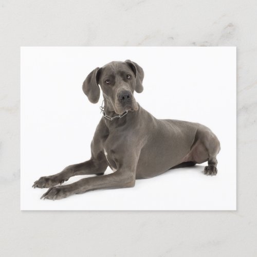 Great Dane Puppy Dog Blank Post Card