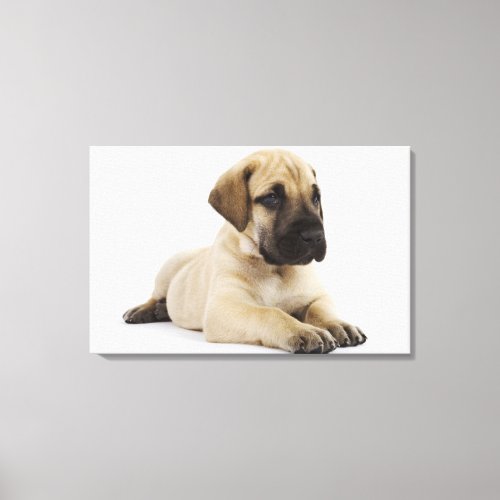 Great Dane puppy Lying in Studio Canvas Print