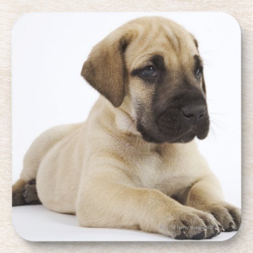 Great Dane puppy Lying in Studio Drink Coaster