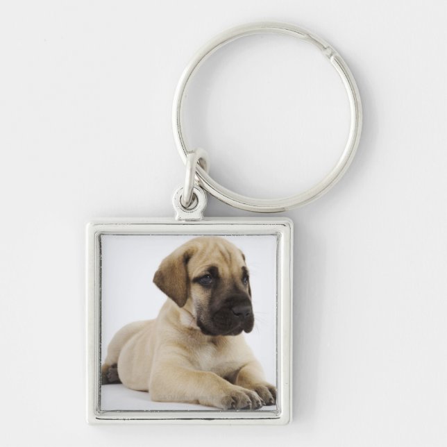 Great Dane puppy Lying in Studio Keychain (Front)