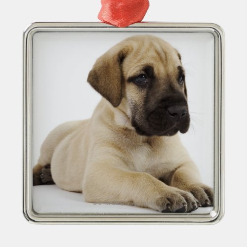 Great Dane puppy Lying in Studio Metal Ornament