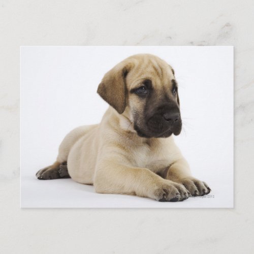 Great Dane puppy Lying in Studio Postcard