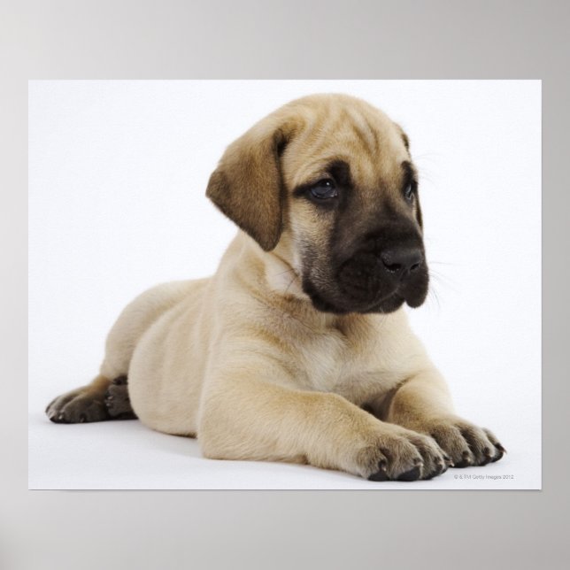 Great Dane puppy Lying in Studio Poster (Front)