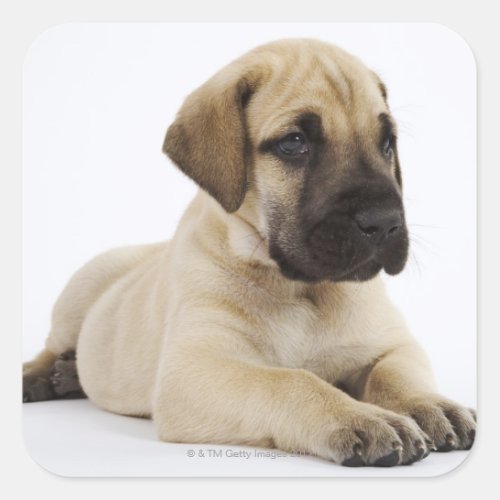 Great Dane puppy Lying in Studio Square Sticker