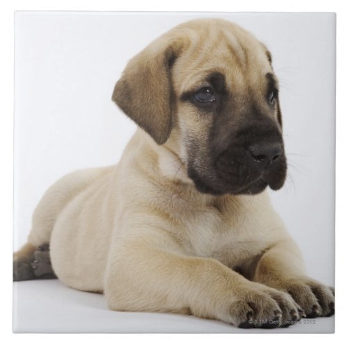 Great Dane puppy Lying in Studio Tile