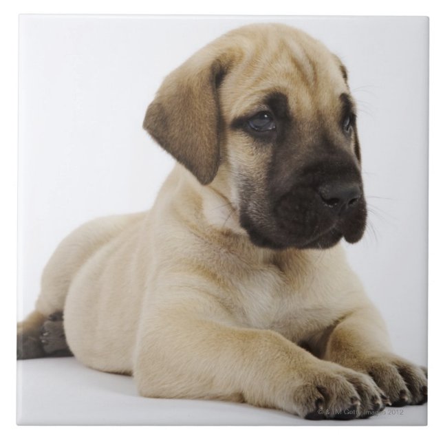 Great Dane puppy Lying in Studio Tile (Front)