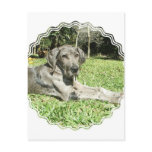 Great Dane Puppy Postcard