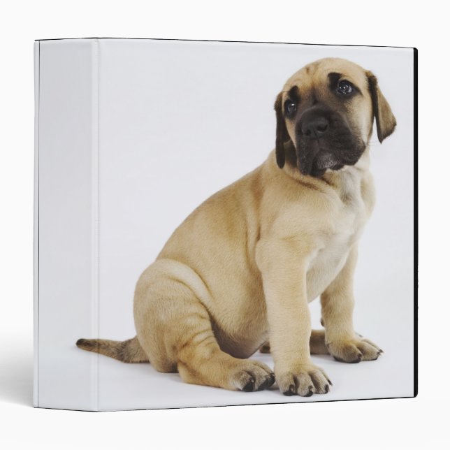 Great Dane Puppy Sitting in Studio Binder (Front/Spine)