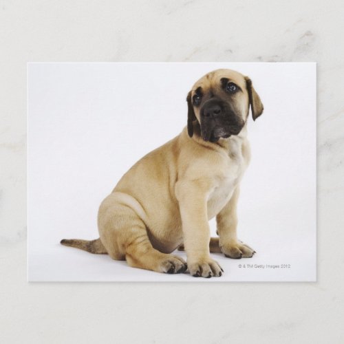 Great Dane Puppy Sitting in Studio Postcard