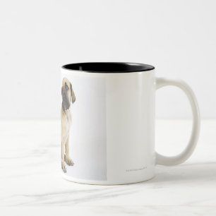 Great Dane Puppy Sitting in Studio Two-Tone Coffee Mug
