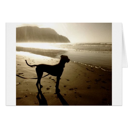 Great Dane Puppy Sunset Cards (Front Horizontal)