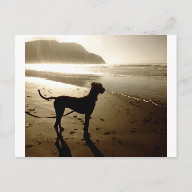 Great Dane Puppy Sunset Postcard (Front)